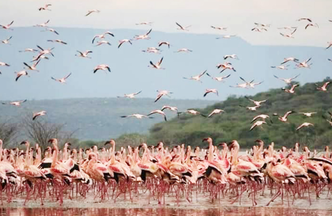 Lake Nakuru 