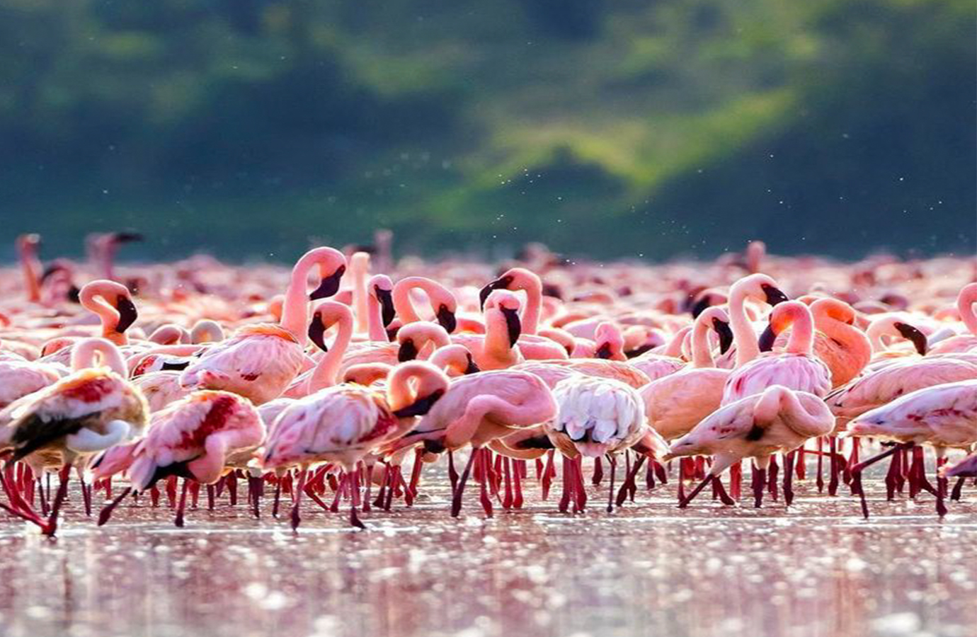 Discover Kenya's Wild Wonders