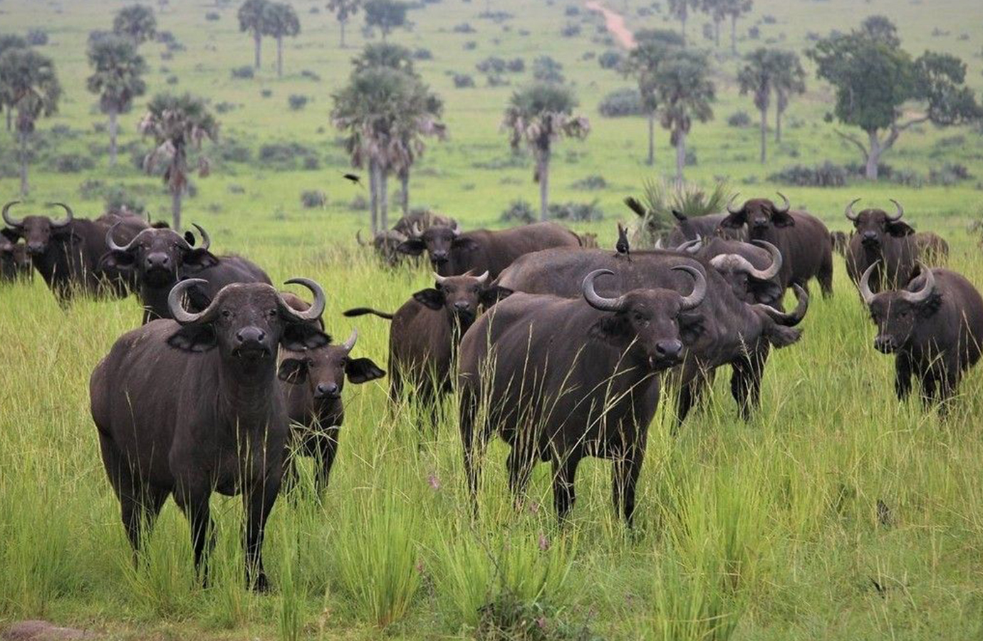 Why Choose Us for Your Dream Kenyan Safari Adventure?