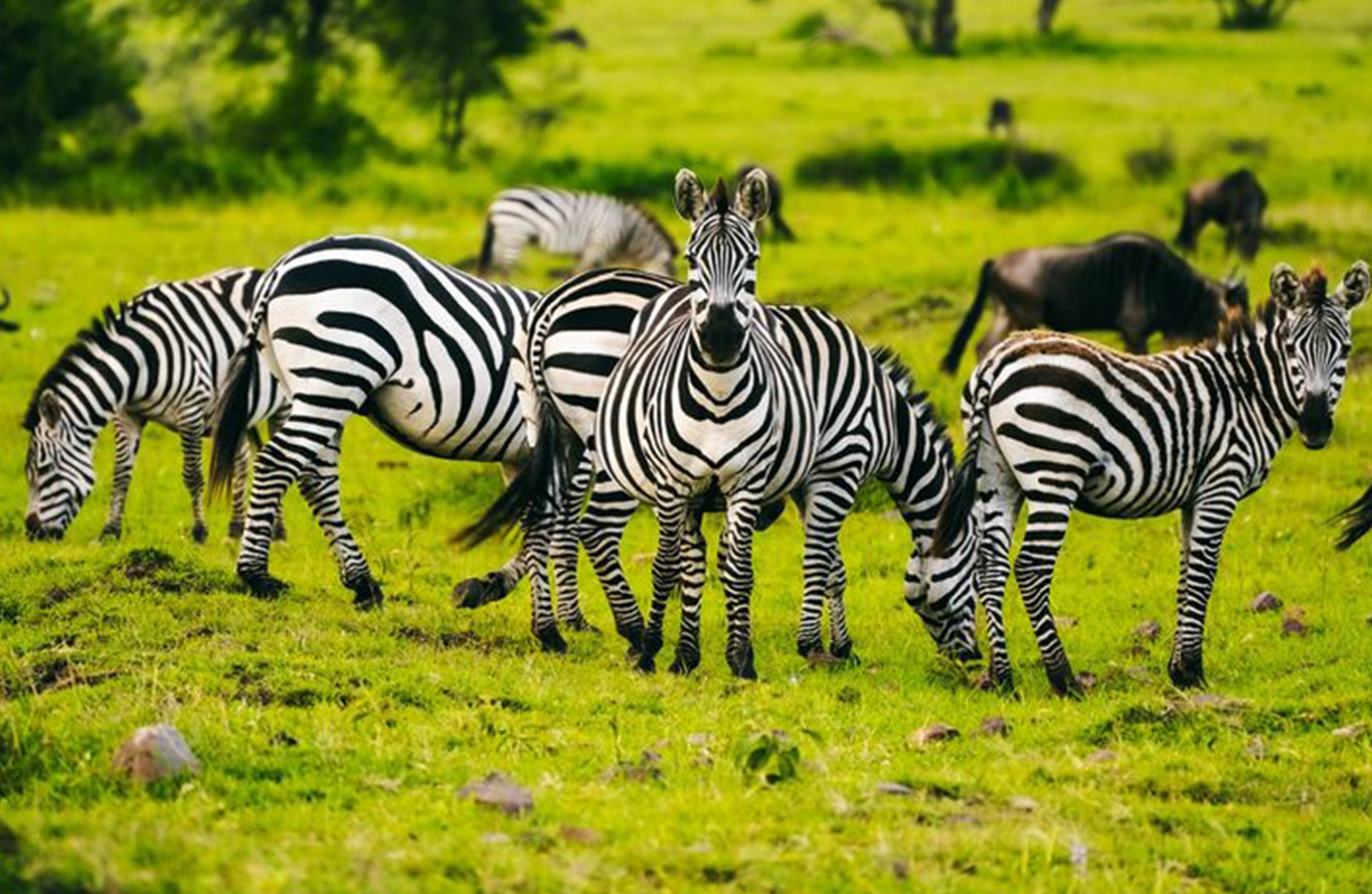 Ready To Embark On The Safari Of Your Dreams?