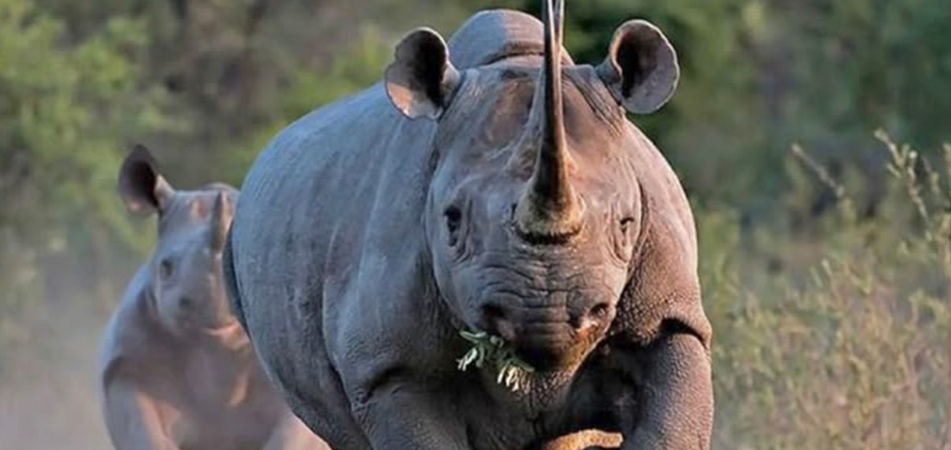 2-Days Ol Pejeta Conservancy