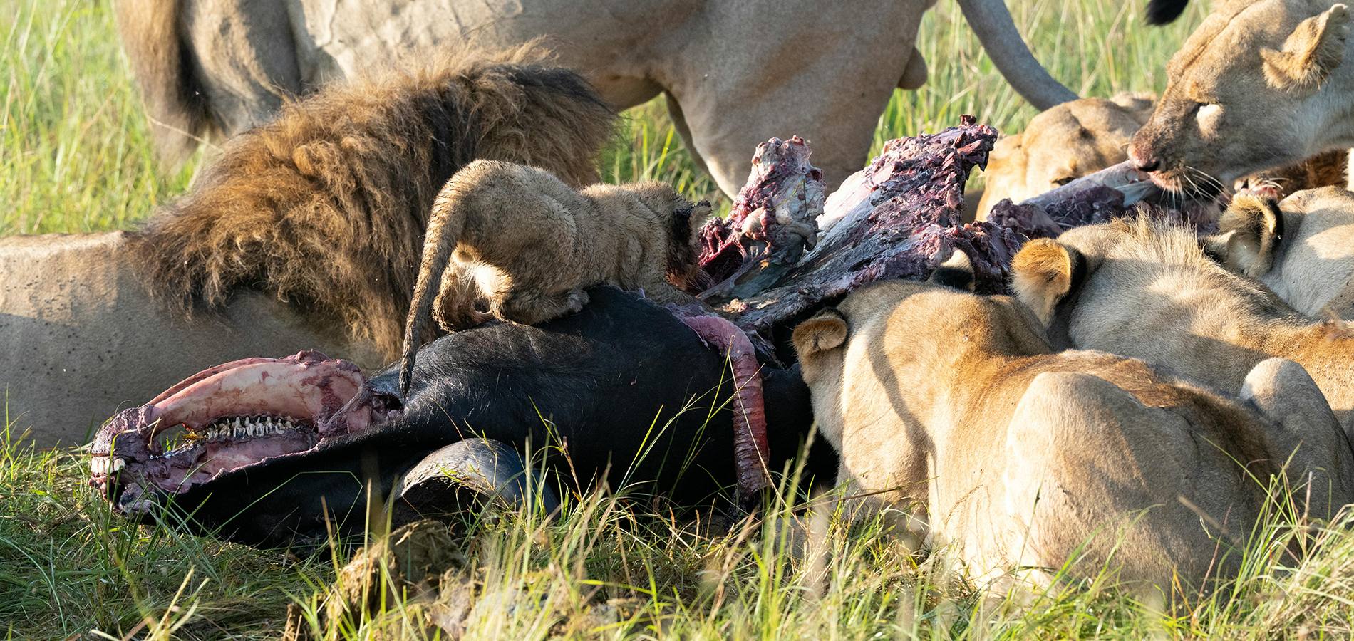 3 Days Amboseli National Park.