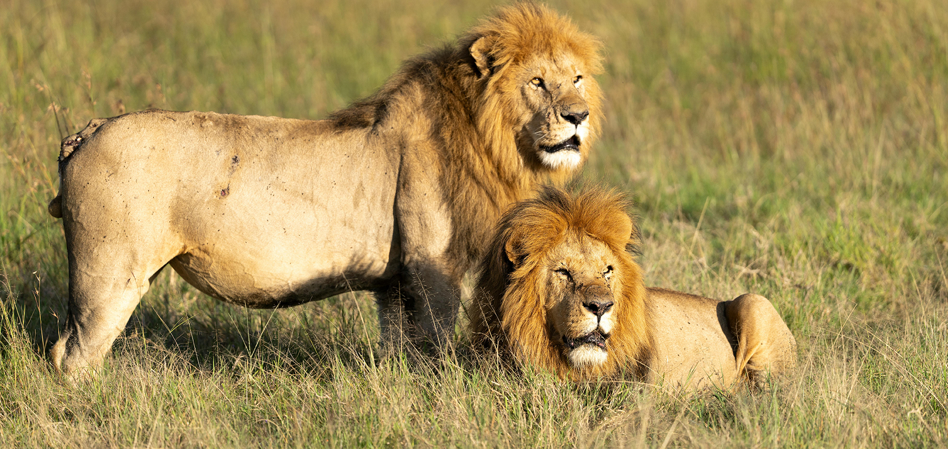 3 Days Masai Mara National Reserve.