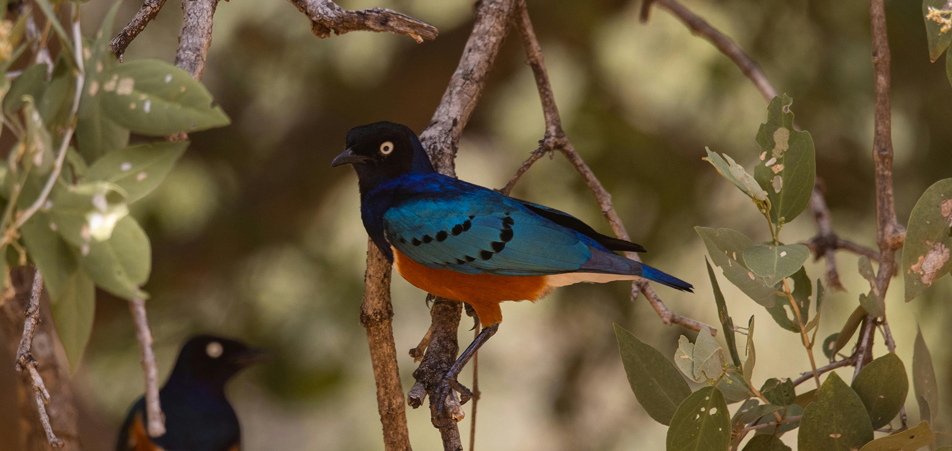 4 Days Lake Nakuru and Masai Mara