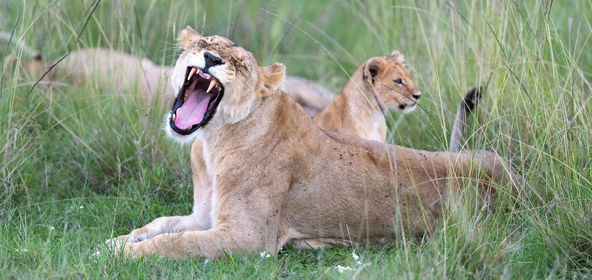 5 Days Amboseli, Lake Naivasha and Masai Mara.