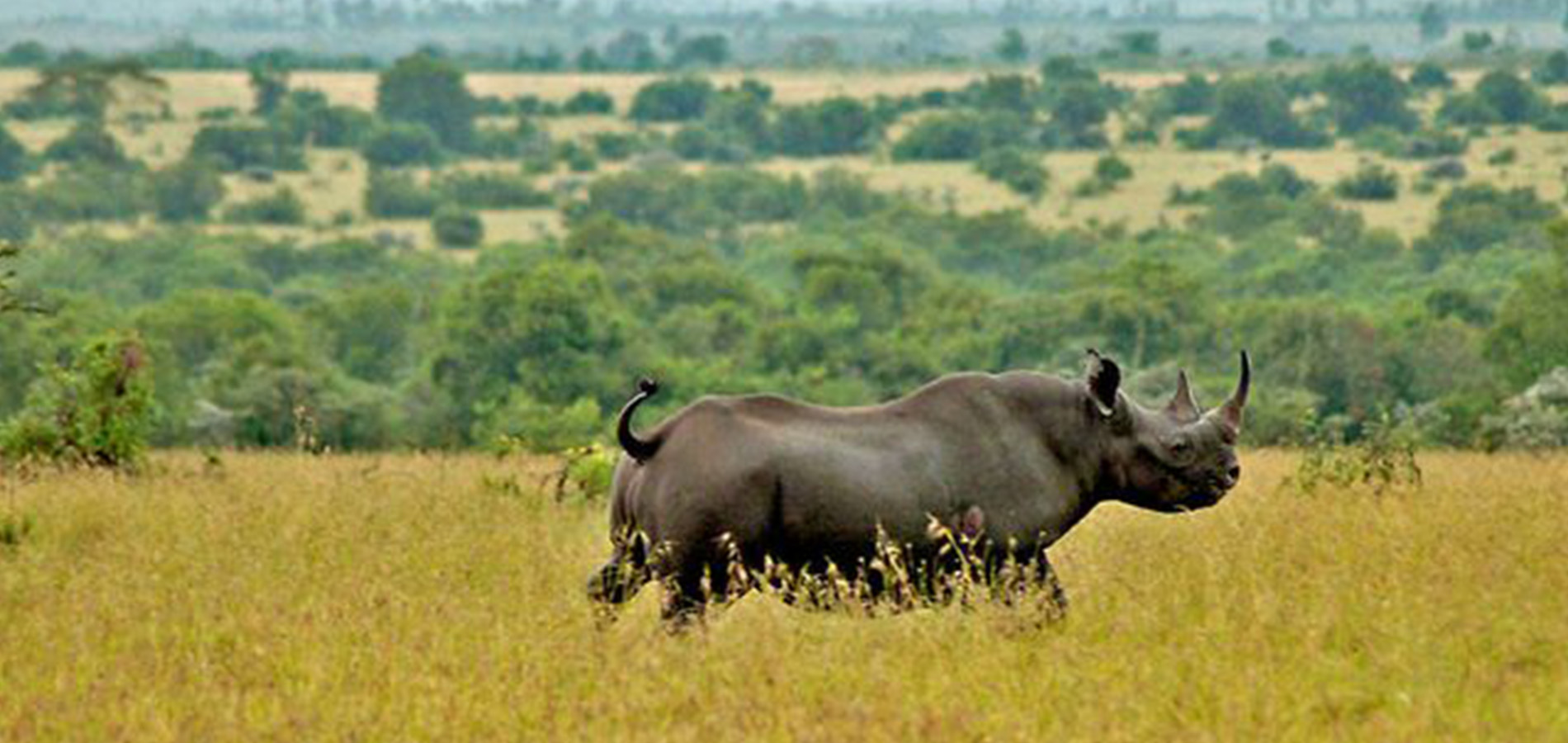 5 Days Olpejeta, Lake Nakuru and Masai Mara.